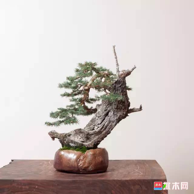 批木网 anywood.com