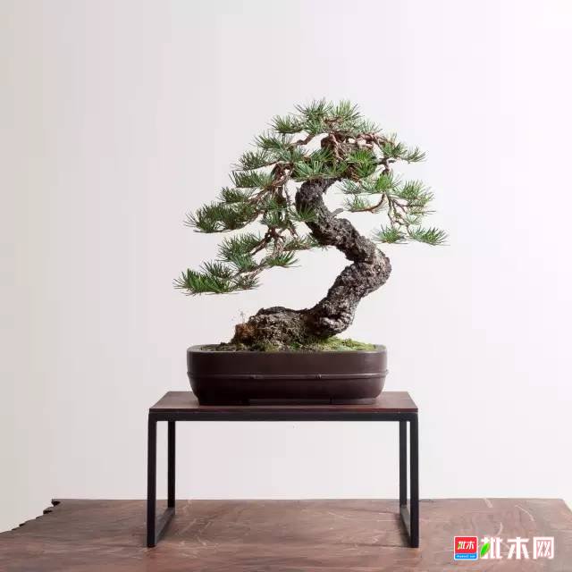 批木网 anywood.com