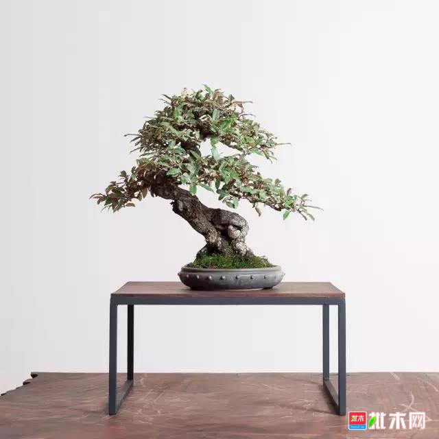 批木网 anywood.com