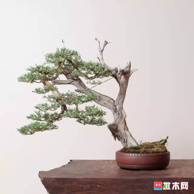 批木网 anywood.com