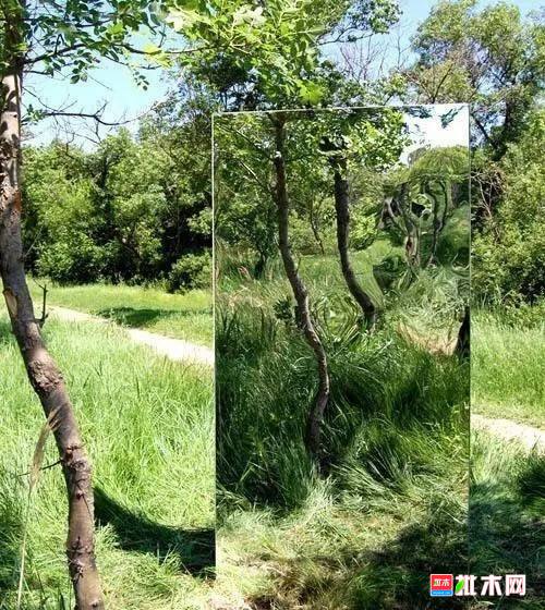 批木网 anywood.com