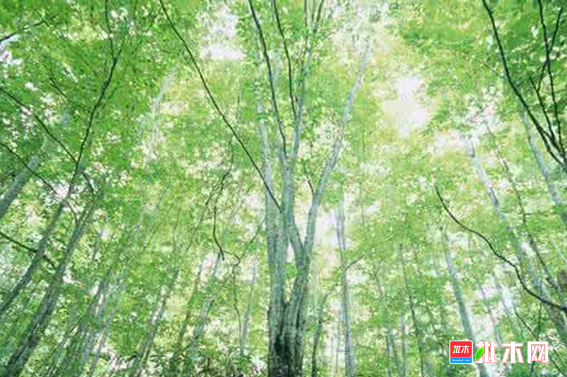 批木网 anywood.com