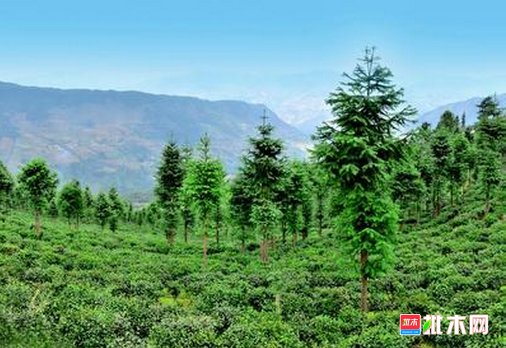 批木网 anywood.com