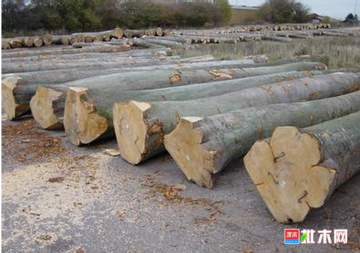 批木网 anywood.com