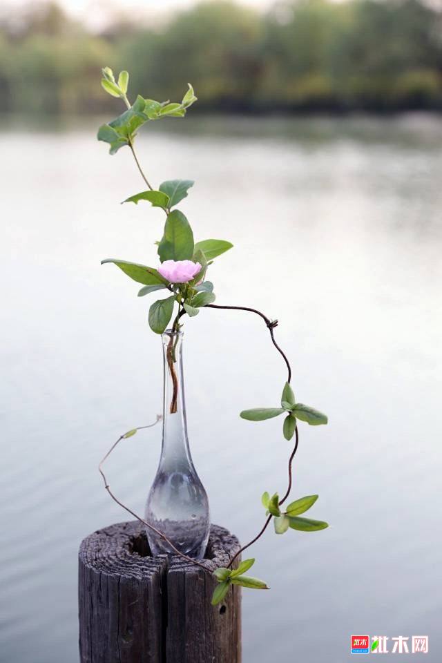 批木网 anywood.com