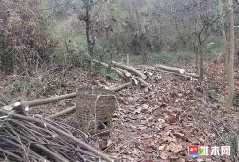 批木网 anywood.com