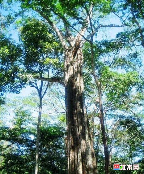 批木网 anywood.com