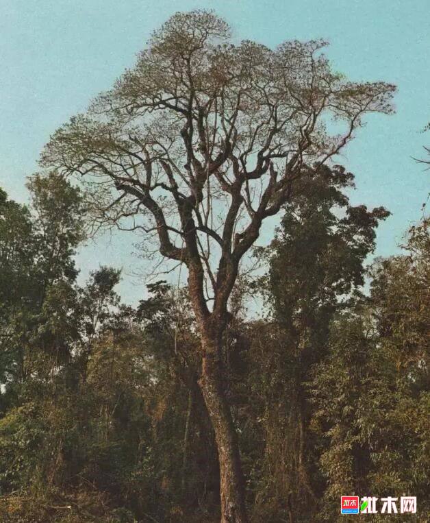 批木网 anywood.com