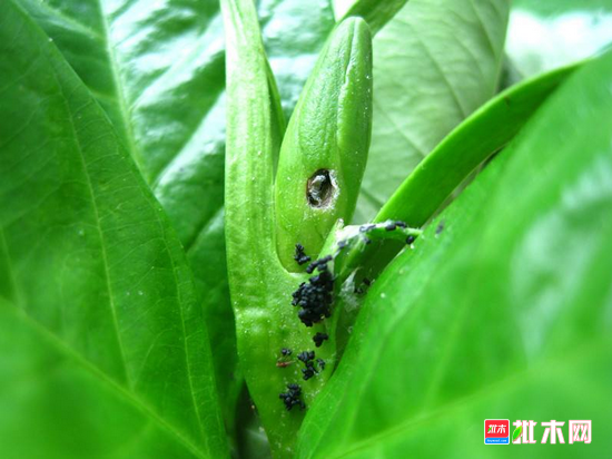 批木网 anywood.com