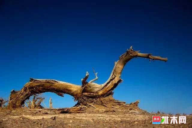 批木网 anywood.com