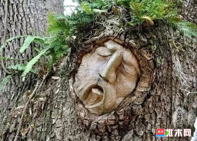 批木网 anywood.com