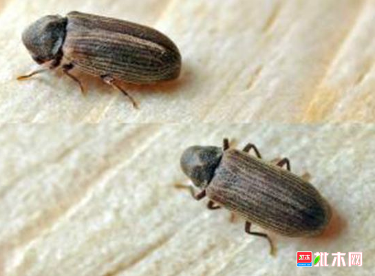 批木网 anywood.com