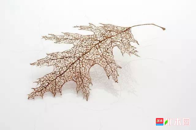 批木网 anywood.com