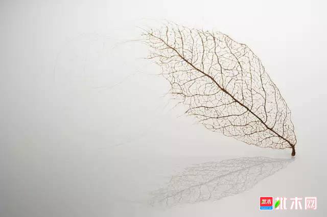 批木网 anywood.com
