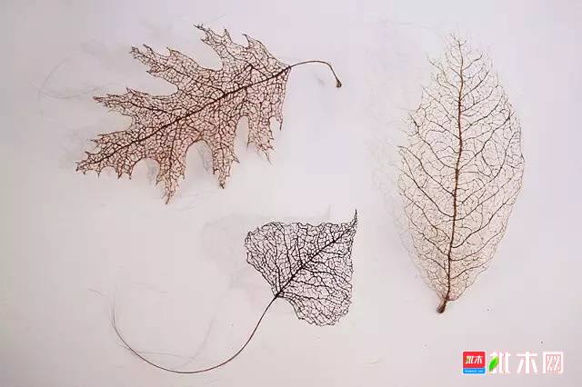批木网 anywood.com