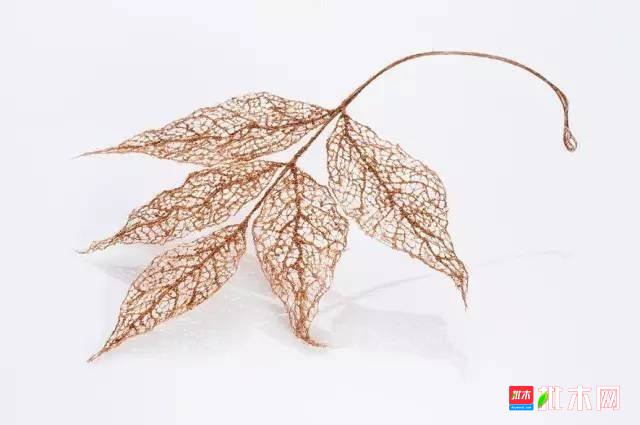 批木网 anywood.com