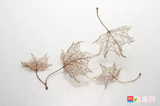 批木网 anywood.com