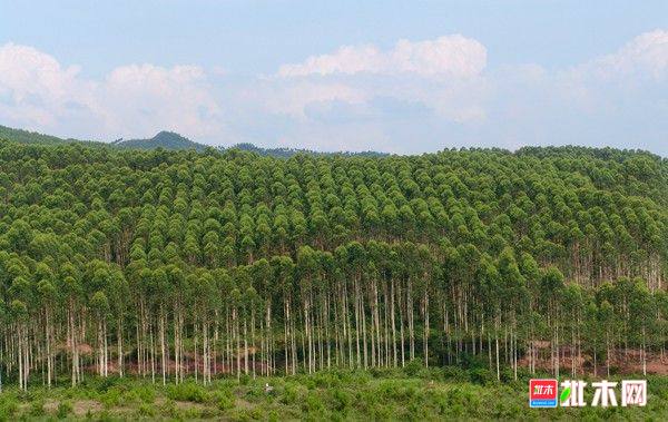 批木网 anywood.com