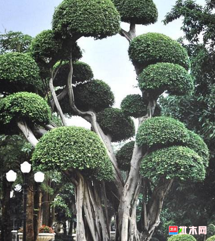 批木网 anywood.com