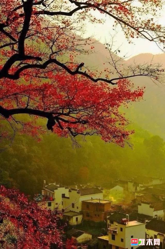 批木网 anywood.com