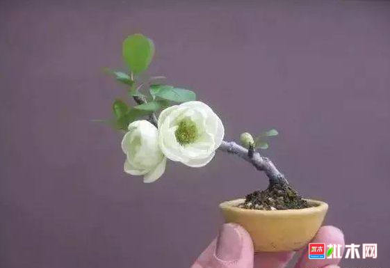批木网 anywood.com
