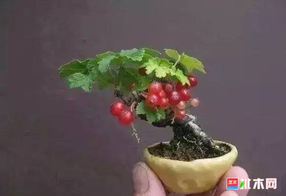 批木网 anywood.com