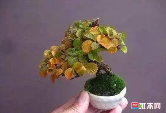 批木网 anywood.com