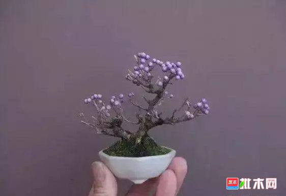 批木网 anywood.com