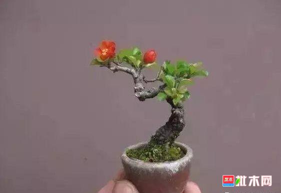 批木网 anywood.com
