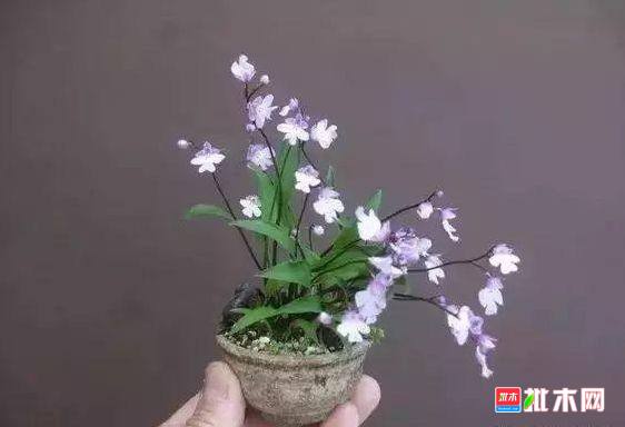 批木网 anywood.com