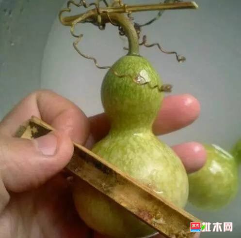 批木网 anywood.com
