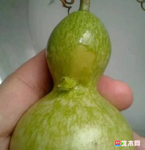 批木网 anywood.com