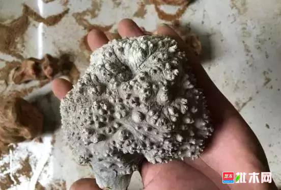 批木网 anywood.com