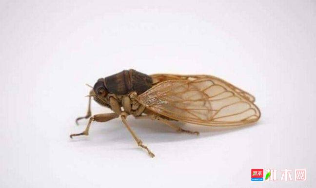 批木网 anywood.com