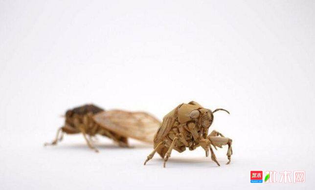 批木网 anywood.com