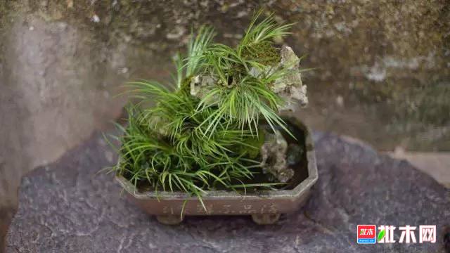 批木网 anywood.com