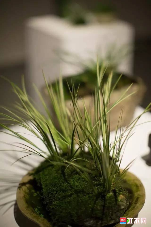 批木网 anywood.com