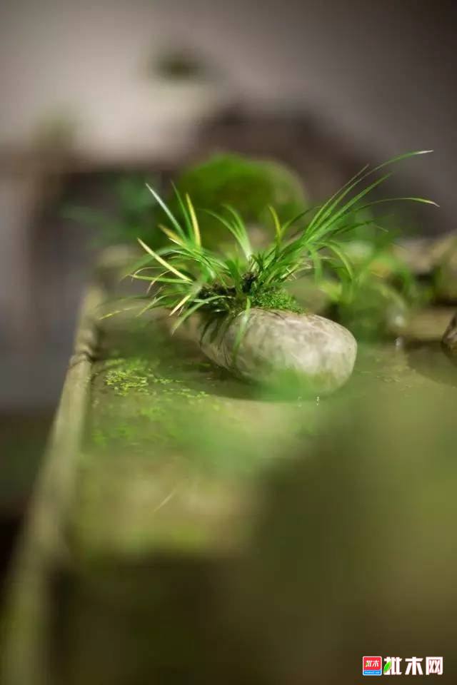 批木网 anywood.com