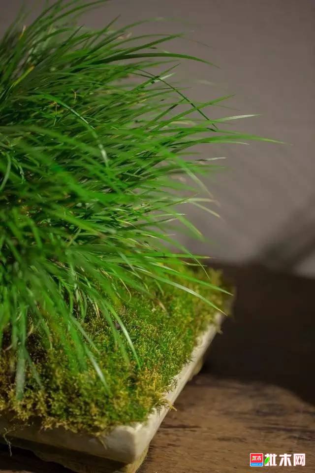 批木网 anywood.com