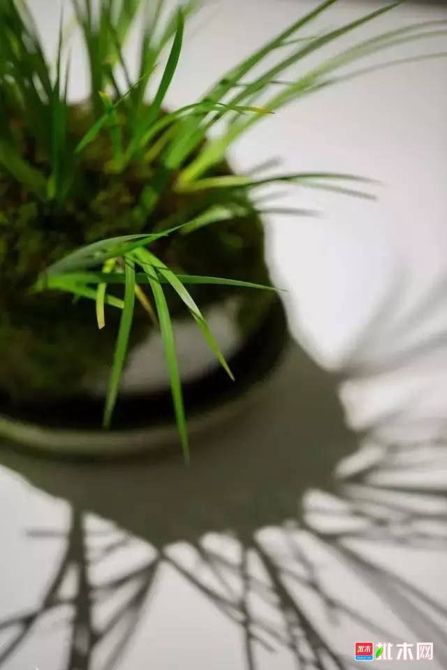 批木网 anywood.com