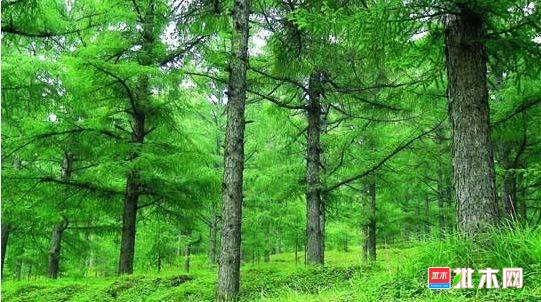 批木网 anywood.com