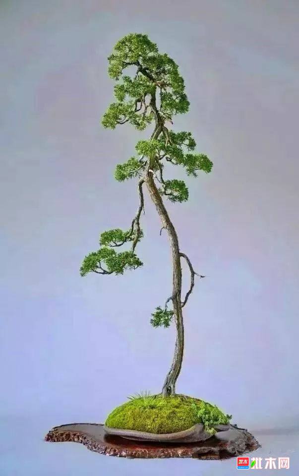 批木网 anywood.com