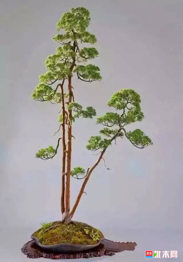 批木网 anywood.com