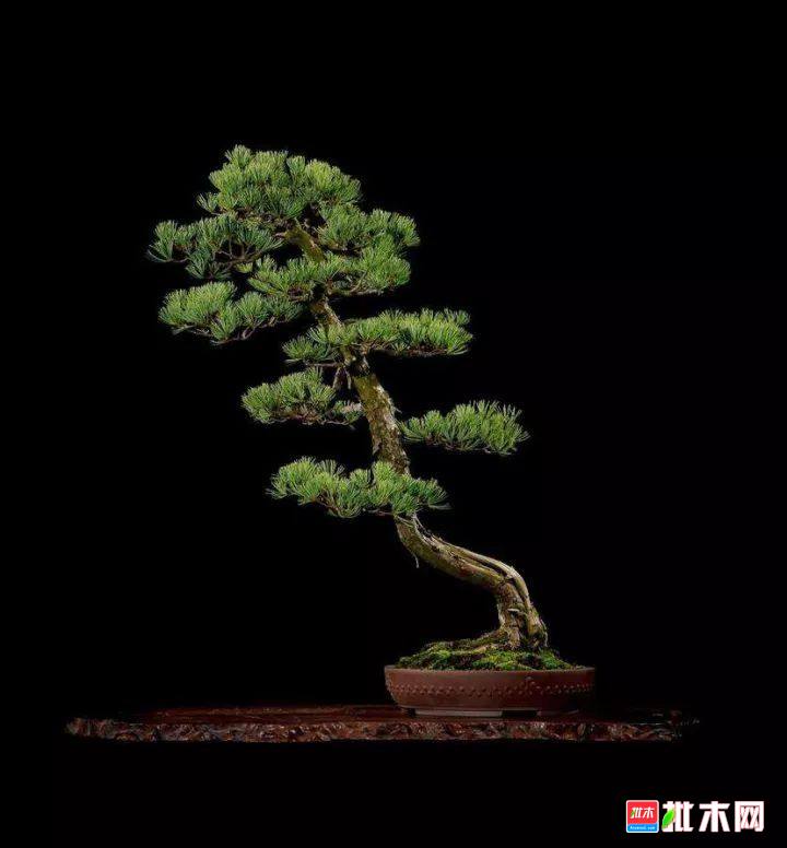 批木网 anywood.com