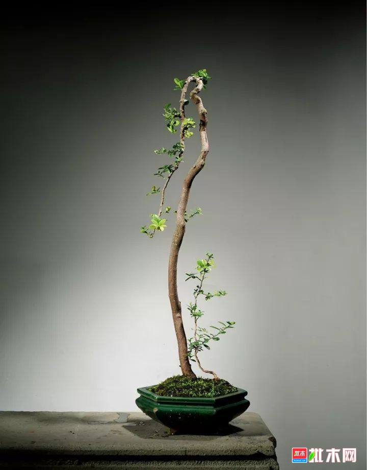 批木网 anywood.com