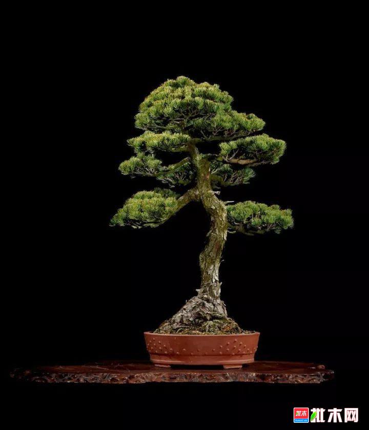 批木网 anywood.com