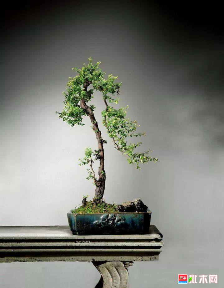 批木网 anywood.com