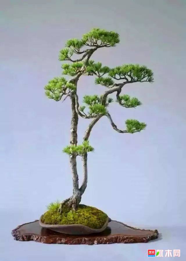 批木网 anywood.com