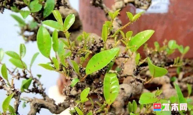 批木网 anywood.com