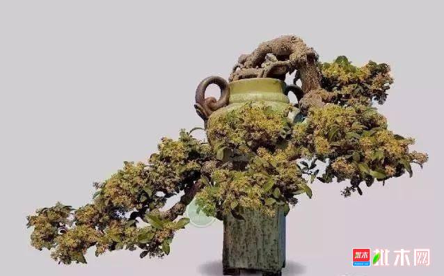 批木网 anywood.com